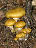 Armilleria mellea (Honey Mushroom)