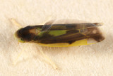 Eupteryx flavoscuta