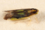 Eupteryx flavoscuta