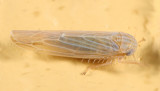 Balclutha punctata