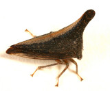 Glossonotus turriculatus