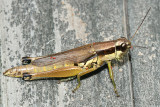 Olive-green Swamp Grasshopper - Paroxya clavuliger
