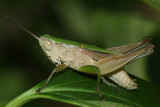 Short-winged Green Grasshopper - Dichromorpha viridis