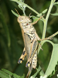 Differential Grasshopper - Melanoplus differentialis