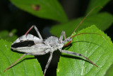 Wheel Bug - Arilus cristatus