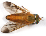 Diachlorus ferrugatus