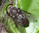 Tabanus americanus