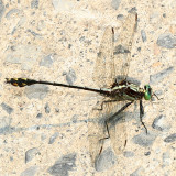 Black-Shouldered Spinyleg - Dromogomphus spinosus