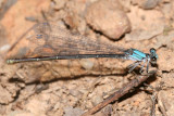 female Powdered Dancer - Argia moesta