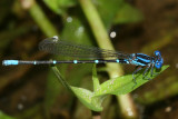 Blue-ringed Dancer - Argia sedula