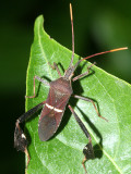 Leptoglossus phyllopus