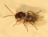 Gall Wasp (Cynipidae)