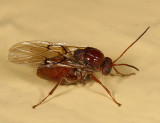 Gall Wasp (Cynipidae)