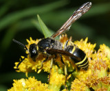 Ancistrocerus antilope