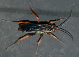 Tachypompilus ferrugineus