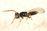 Eulophidae