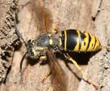 Vespula vidua (queen Ground Hornet)