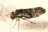 Loensia moesta