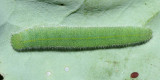Cabbage White - Pieris rapae