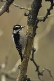 female woodpecker