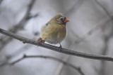 female cardinal