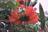 orange bloom