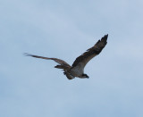 osprey06_01.jpg