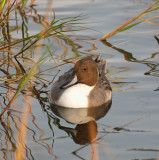 pintail06_01.jpg