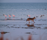 roseate_spoonbill06_06.jpg