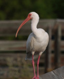 white_ibis06_04.jpg