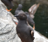 Pigeon Guillemot