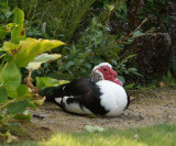 Muscovy Duck