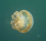 Jellyfish Lake