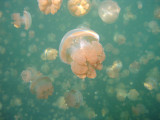 Jellyfish Lake