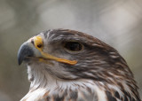 Ferruginous Hawk