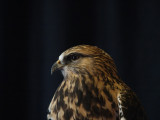 Rough-Legged Hawk