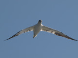 Gannet