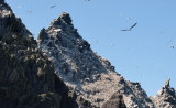 Gannet Colony, Skellig Islands