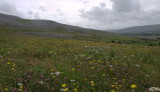 Pasture in the Burren