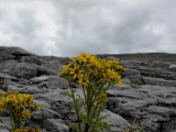 Burren flowers