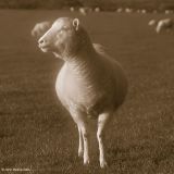 Gimmer