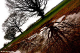 Tree, Field and Puddle