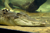 Croc