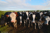 Cow Crowd