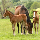 Mare and Two Foals