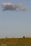 Cows Under A Cloud