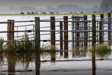 Port Meadow Floods - 2007 Summer Floods 2