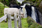 Heifer So Near To The Edge!
