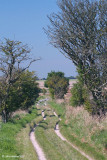Downland Track