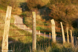 IMG_7287 copy.jpg